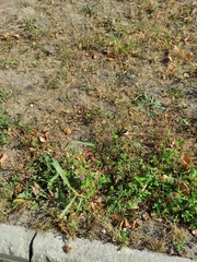 Deschampsia cespitosa