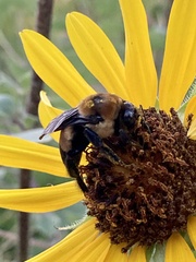 Bombus fraternus