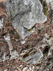 Lecanoromycetes