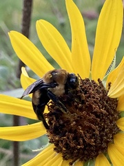 Bombus fraternus