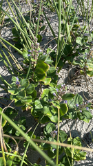 Vitex rotundifolia