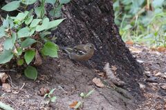 Fringilla coelebs