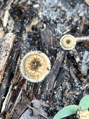 Lentinus crinitus