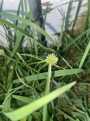 Cyperus