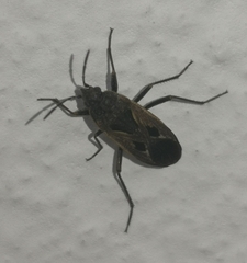 Rhyparochromus