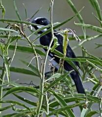 Sporophila lineola