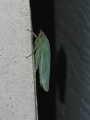 Gyponana