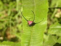 Macracantha arcuata