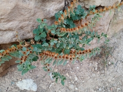 Hyoscyamus albus
