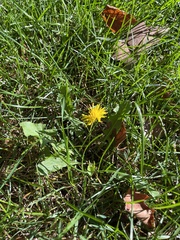 Cichorieae