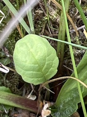 Viola palustris