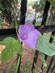 Ipomoea cordatotriloba