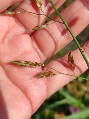 Deschampsia cespitosa