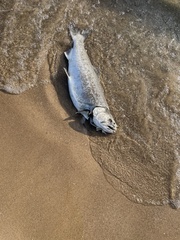 Oncorhynchus kisutch