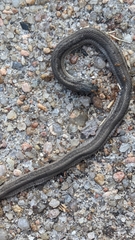 Tropidoclonion lineatum