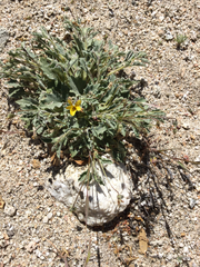 Viola purpurea aurea