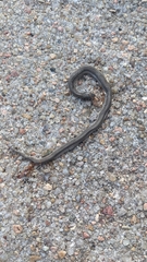 Tropidoclonion lineatum