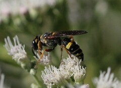 Philanthus gibbosus