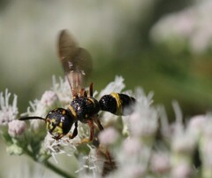 Philanthus gibbosus