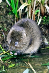 Arvicola amphibius