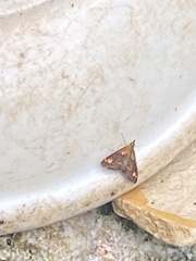 Pyrausta orphisalis