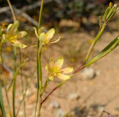 Moraea miniata