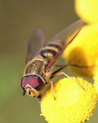 Syrphus torvus