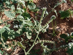 Heliotropium europaeum