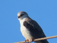 Elanus caeruleus caeruleus