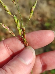 Deschampsia cespitosa
