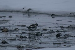 Calidris maritima
