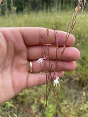 Oenothera simulans