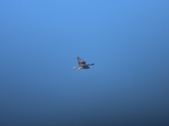 Elanus caeruleus caeruleus