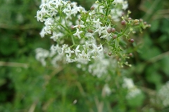 Galium album