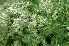 Galium album
