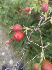 Rosa rubiginosa