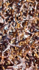 Cetraria muricata