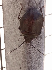 Antiteuchus tripterus