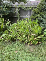 Canna indica