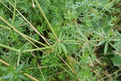 Galium album