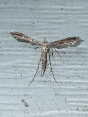 Hellinsia inquinatus