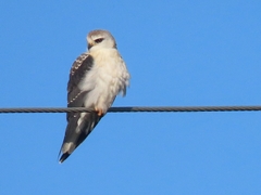 Elanus caeruleus caeruleus