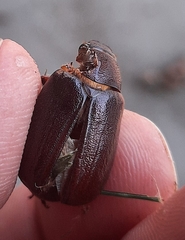 Phyllophaga