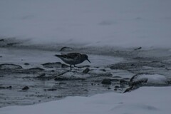 Calidris maritima