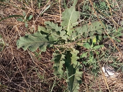 Verbascum sinuatum