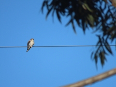 Elanus caeruleus caeruleus