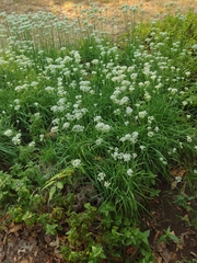 Allium tuberosum