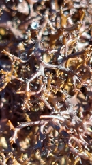 Cetraria muricata