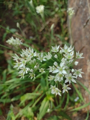 Allium tuberosum
