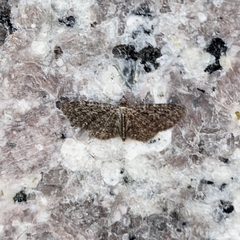 Pasiphila rectangulata